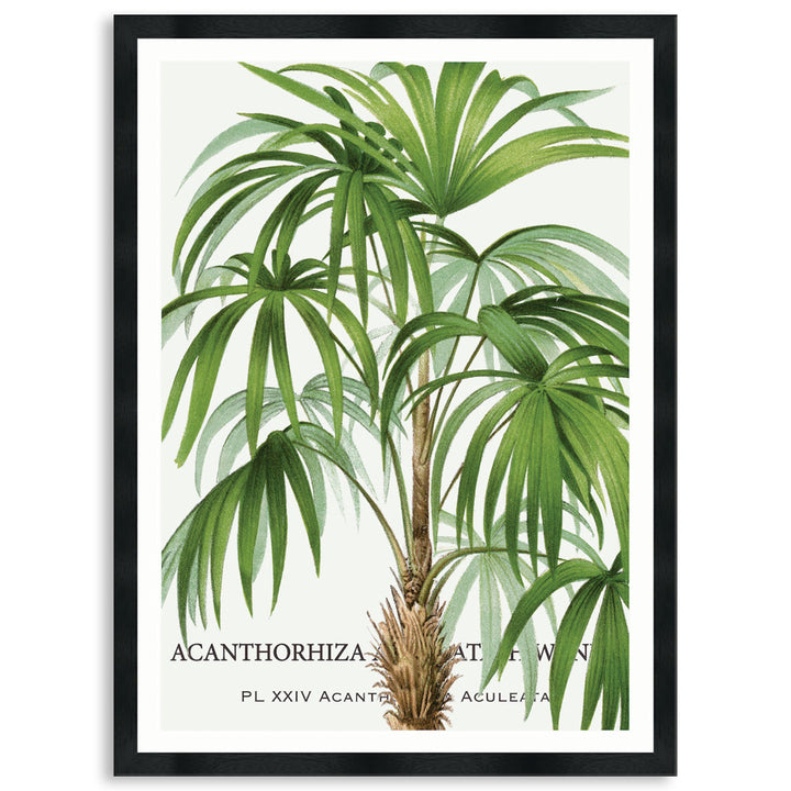 PALM COLLECTION I - Framed Print