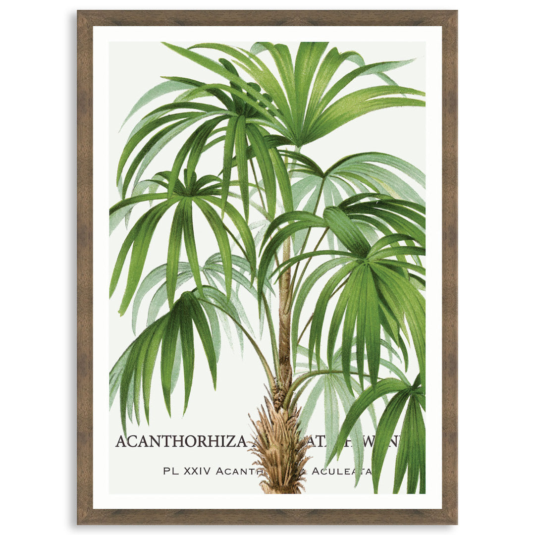 PALM COLLECTION I - Framed Print