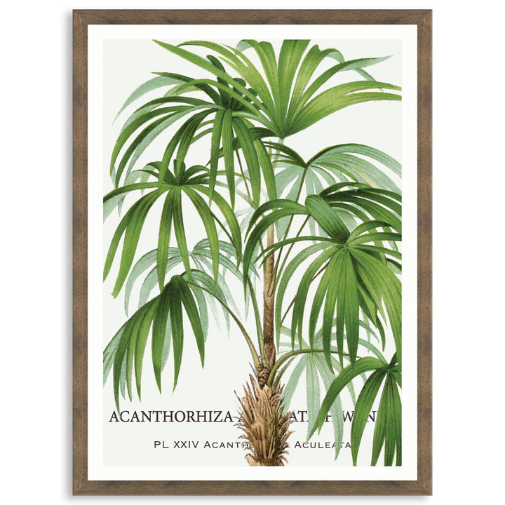 PALM COLLECTION I - Framed Print