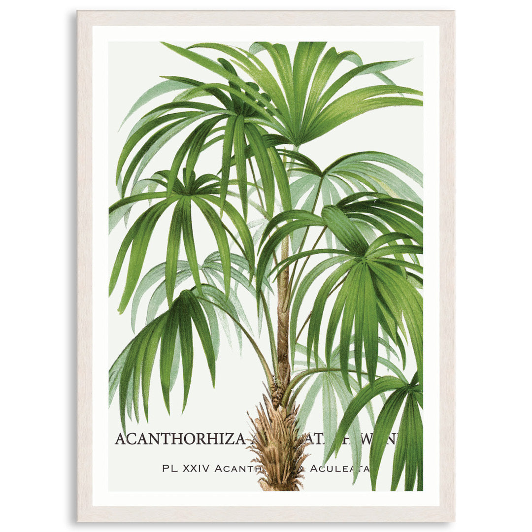 PALM COLLECTION I - Framed Print