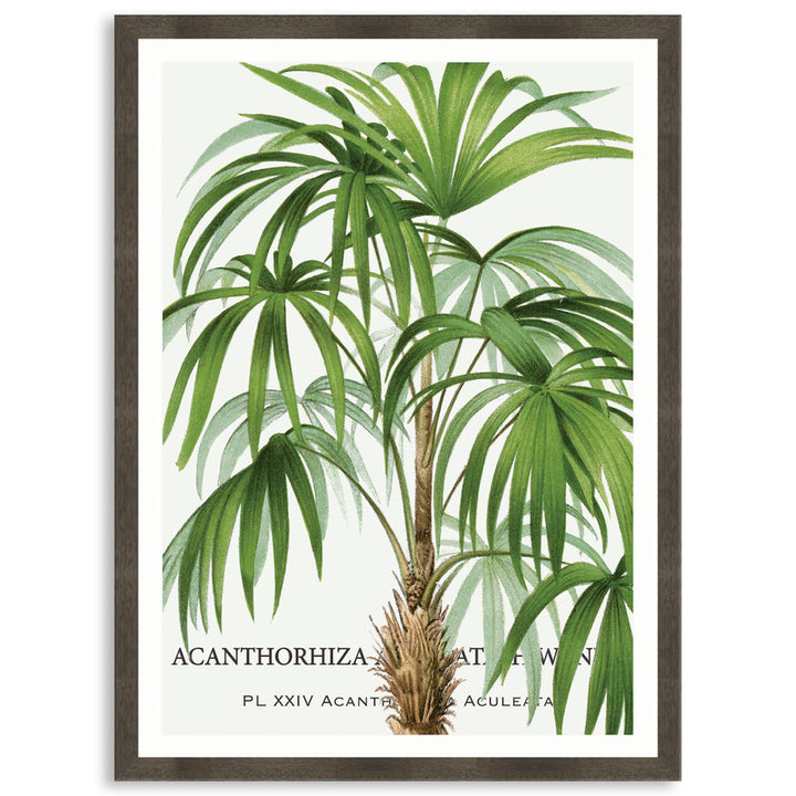 PALM COLLECTION I - Framed Print