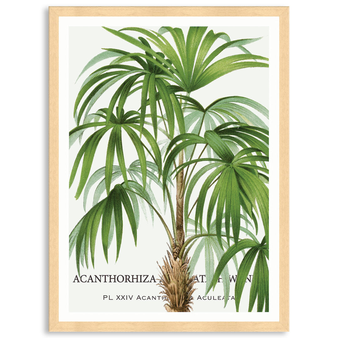 PALM COLLECTION I - Framed Print