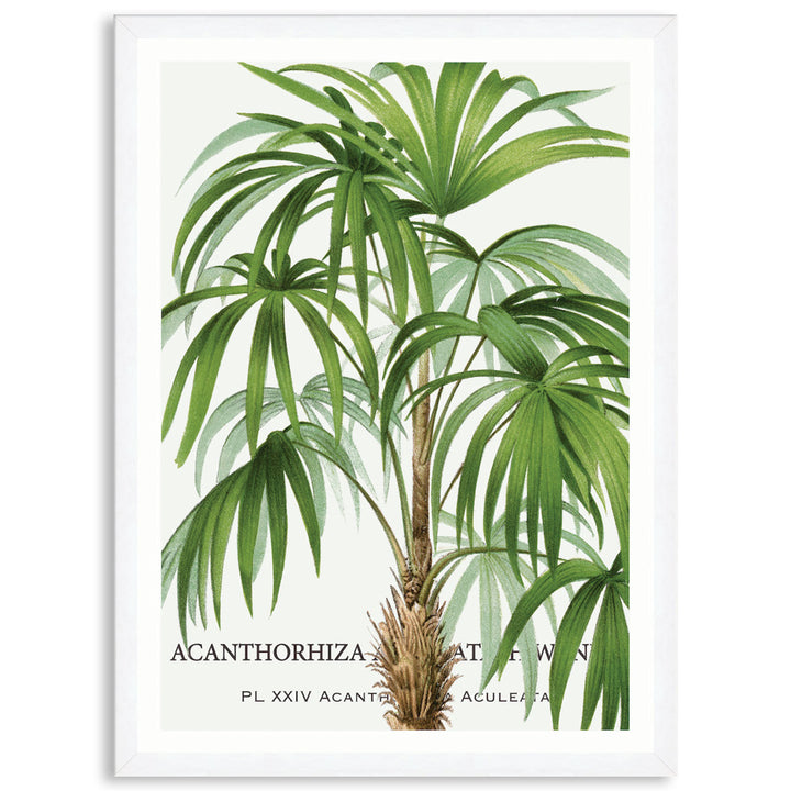 PALM COLLECTION I - Framed Print