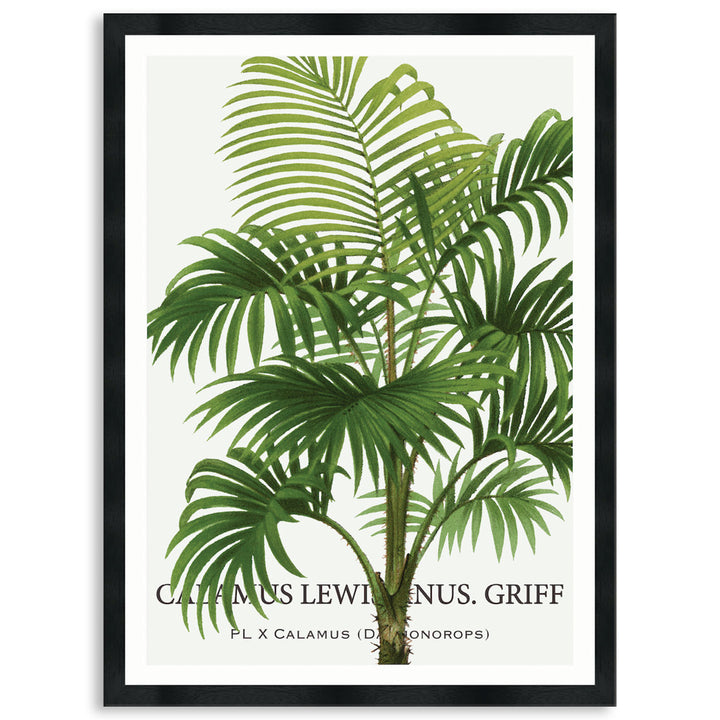 PALM COLLECTION II - Framed Print
