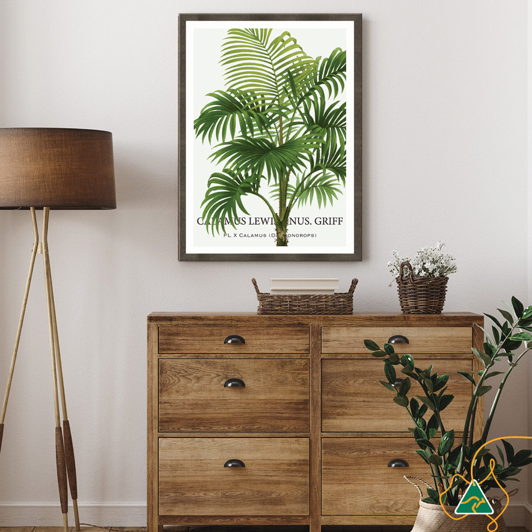PALM COLLECTION II - Framed Print