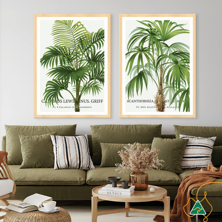 PALM COLLECTION II - Framed Print