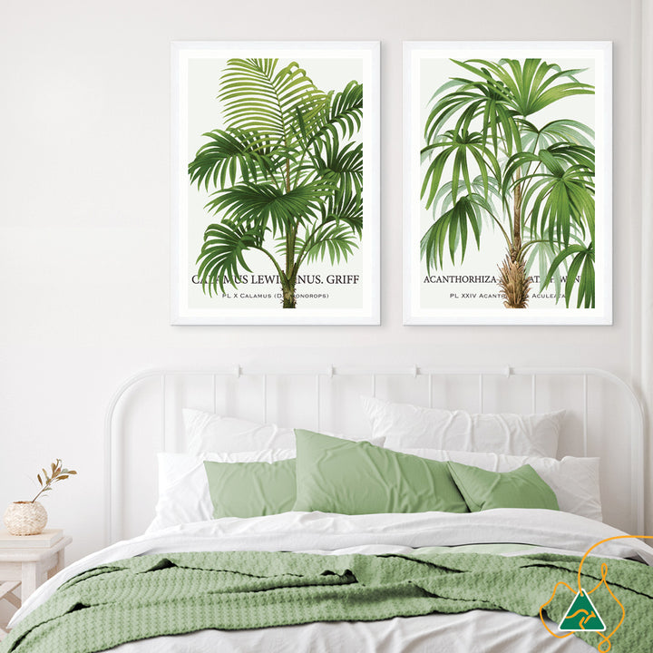 PALM COLLECTION II - Framed Print