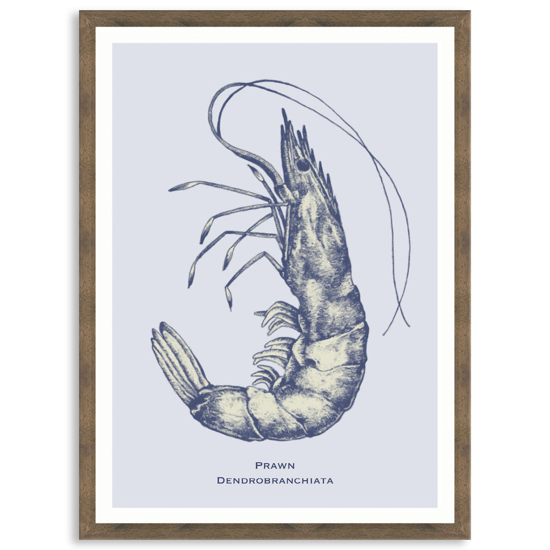 SEA PRAWN - Framed Print
