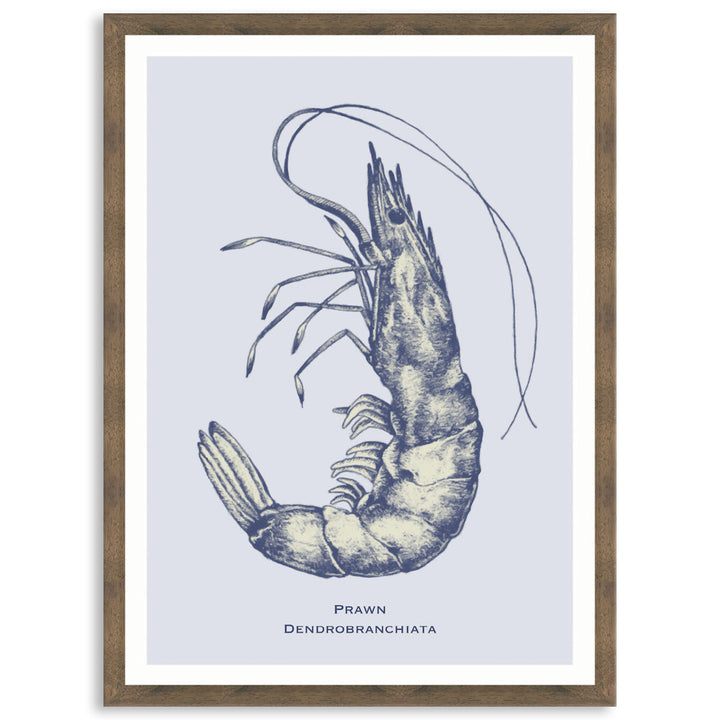 SEA PRAWN - Framed Print