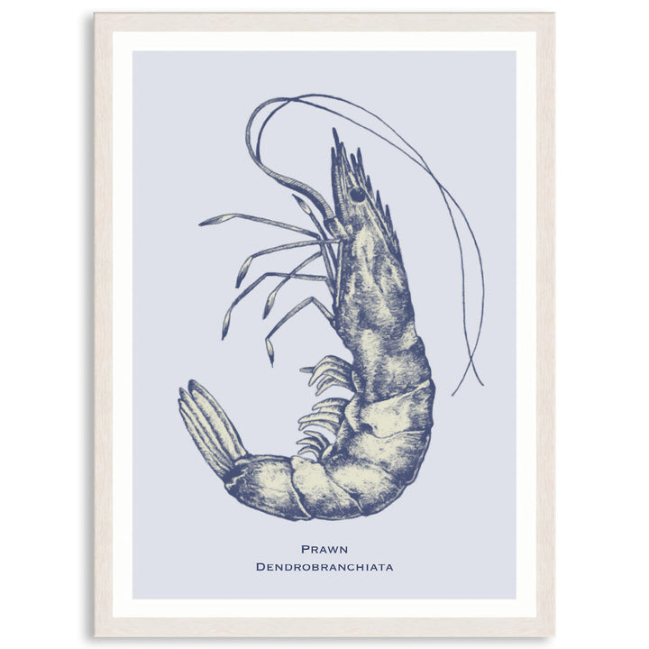 SEA PRAWN - Framed Print