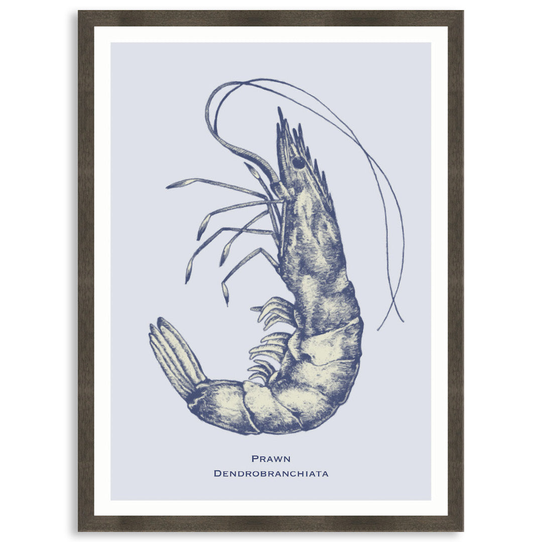 SEA PRAWN - Framed Print
