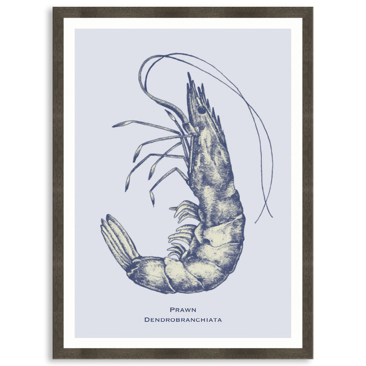 SEA PRAWN - Framed Print