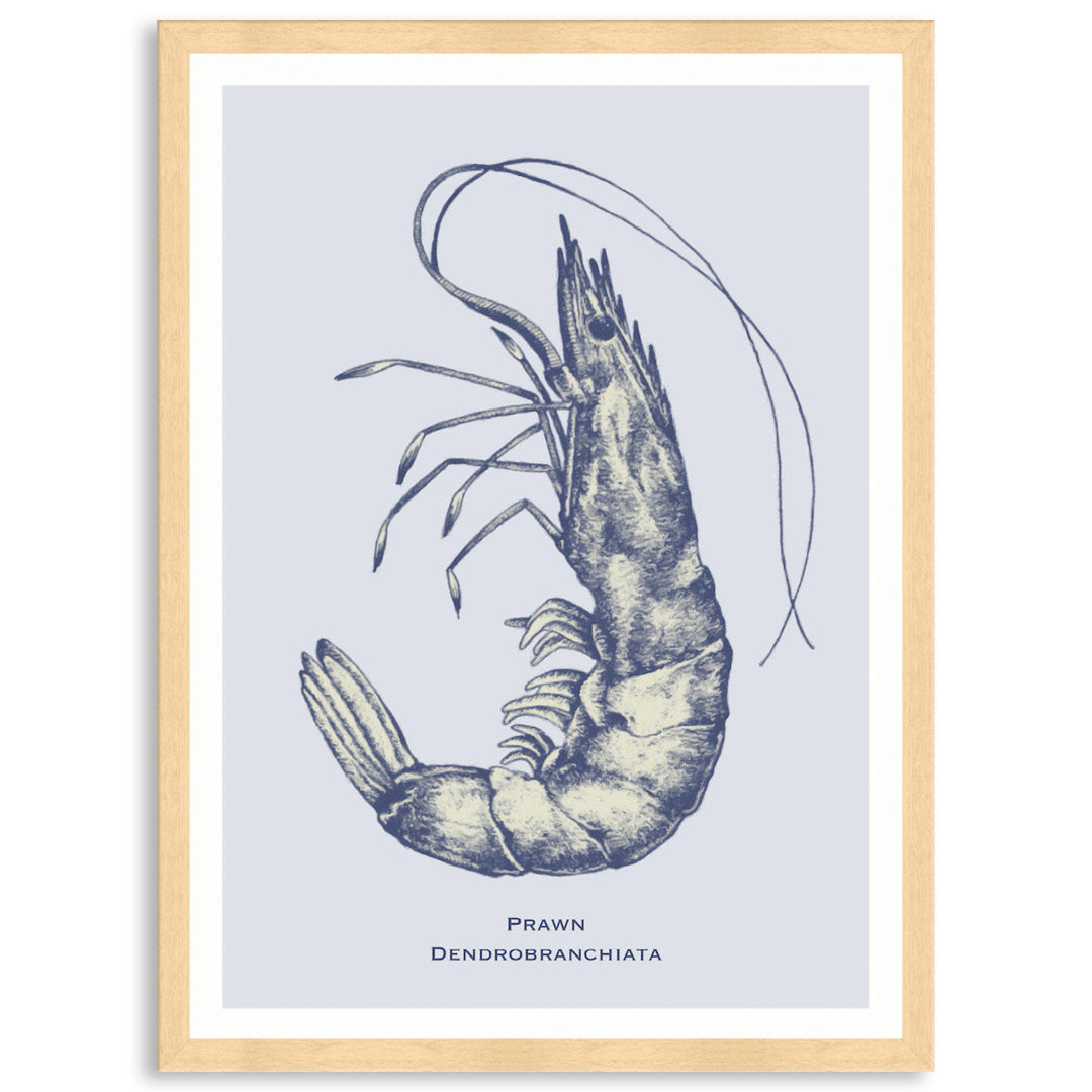 SEA PRAWN - Framed Print