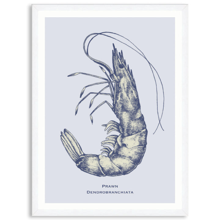 SEA PRAWN - Framed Print