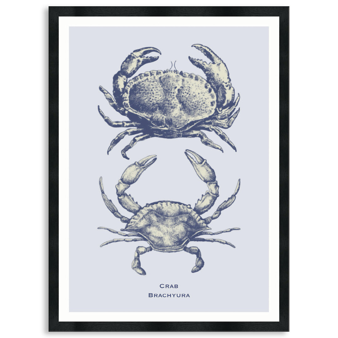 SEA CRAB - Framed Print
