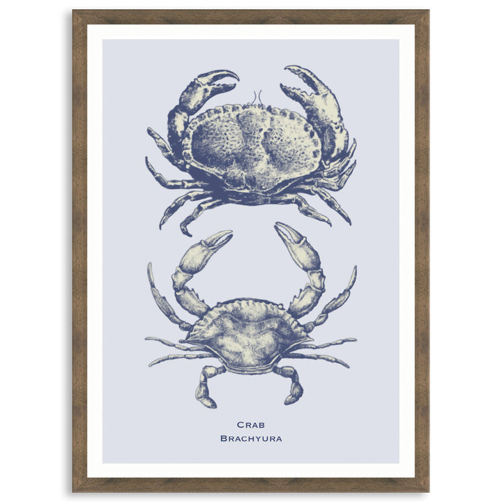 SEA CRAB - Framed Print