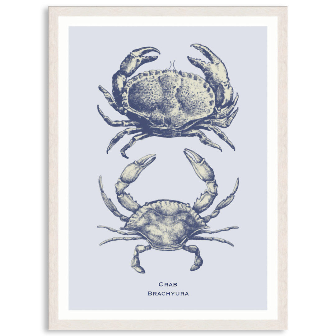 SEA CRAB - Framed Print