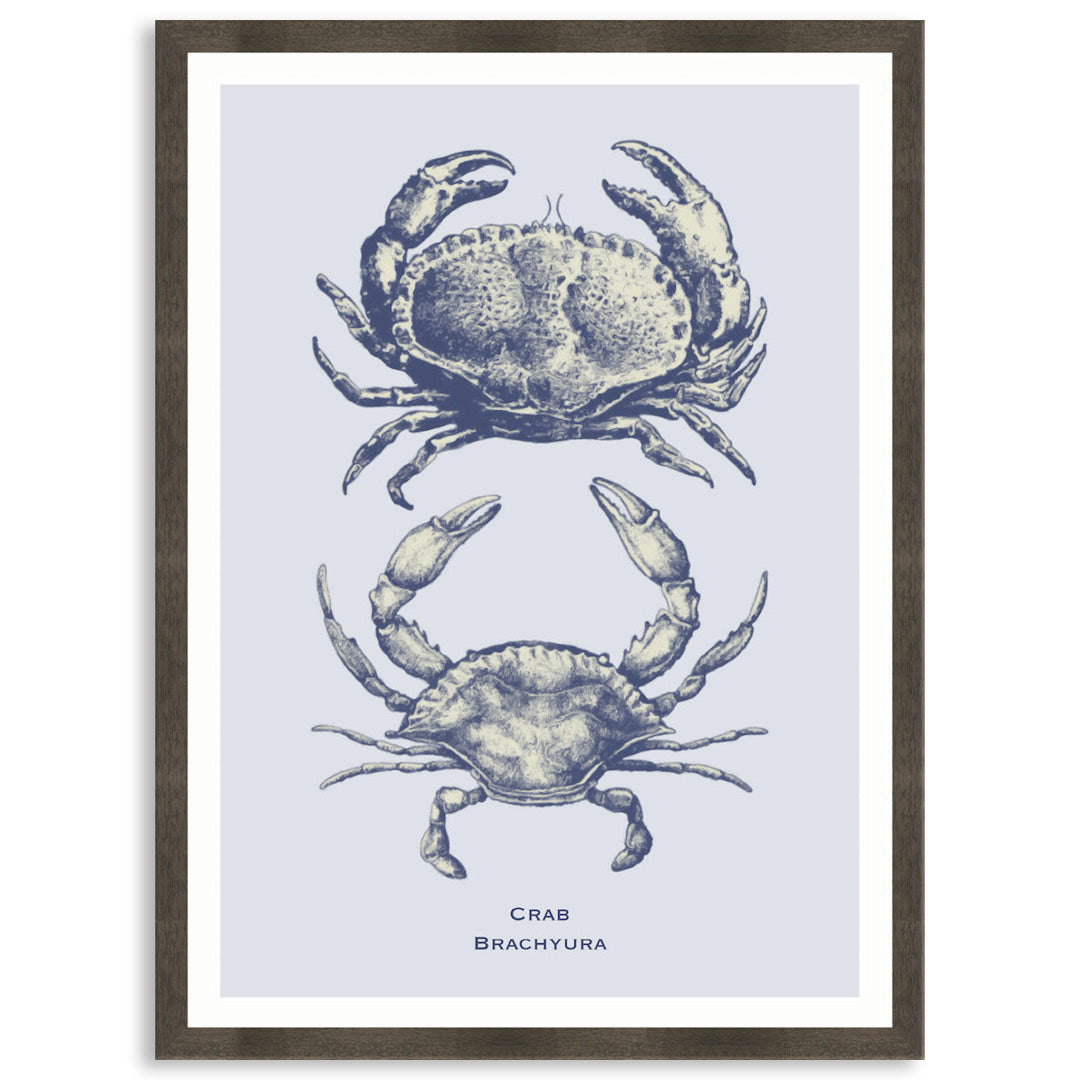 SEA CRAB - Framed Print