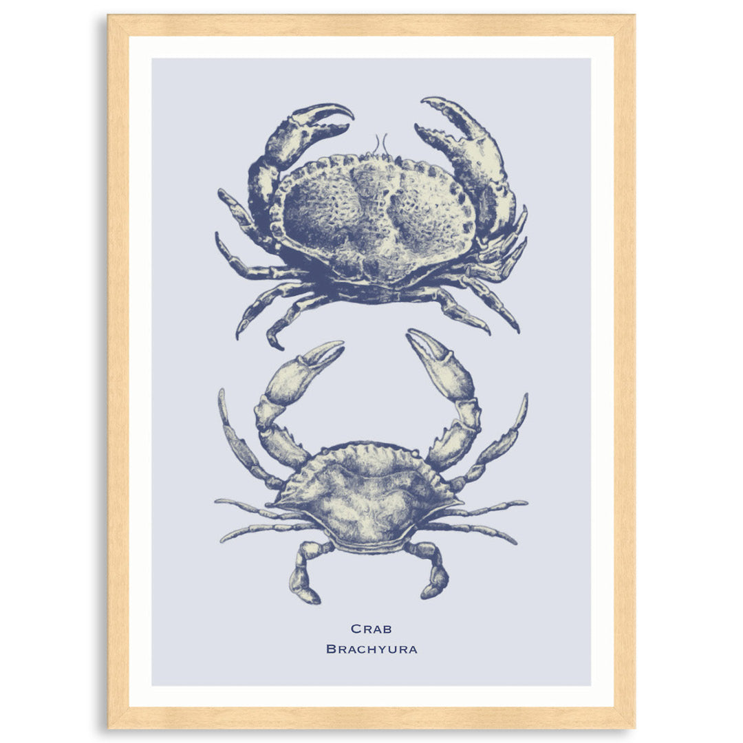 SEA CRAB - Framed Print