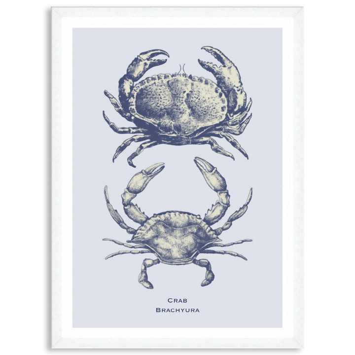 SEA CRAB - Framed Print