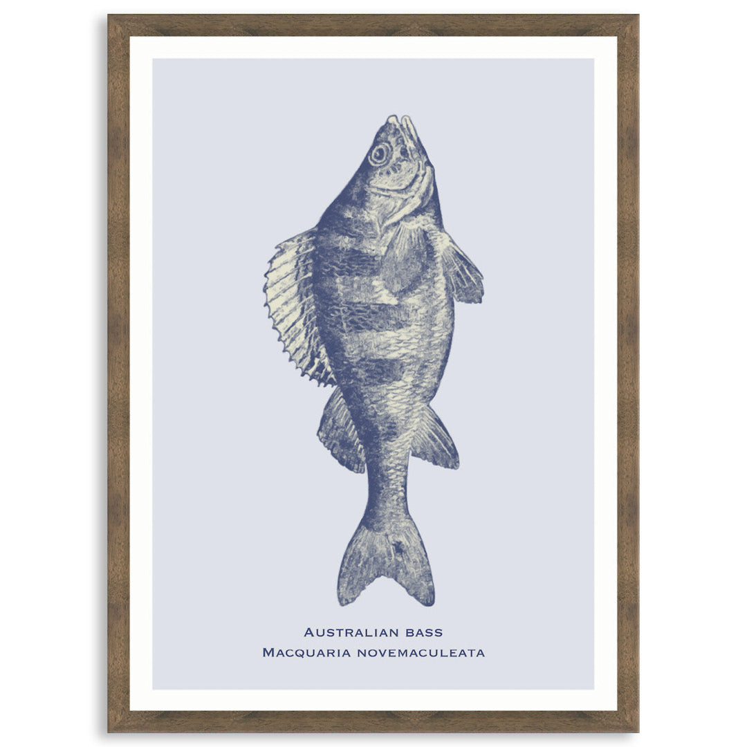 SEA BASS - Framed Print