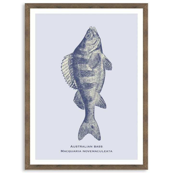 SEA BASS - Framed Print