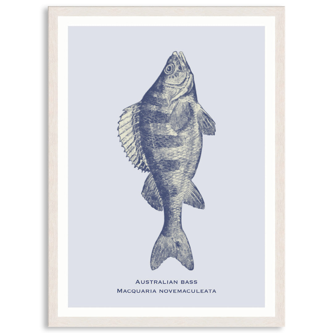 SEA BASS - Framed Print