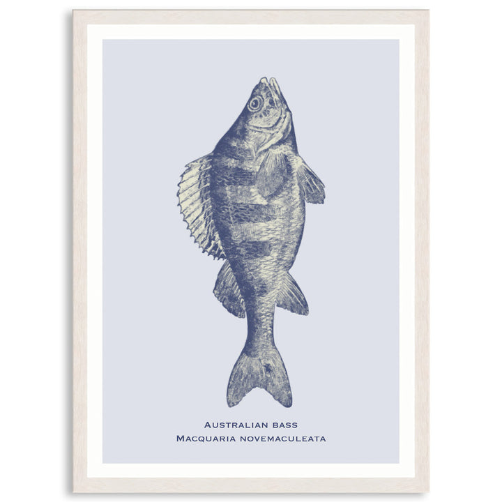 SEA BASS - Framed Print