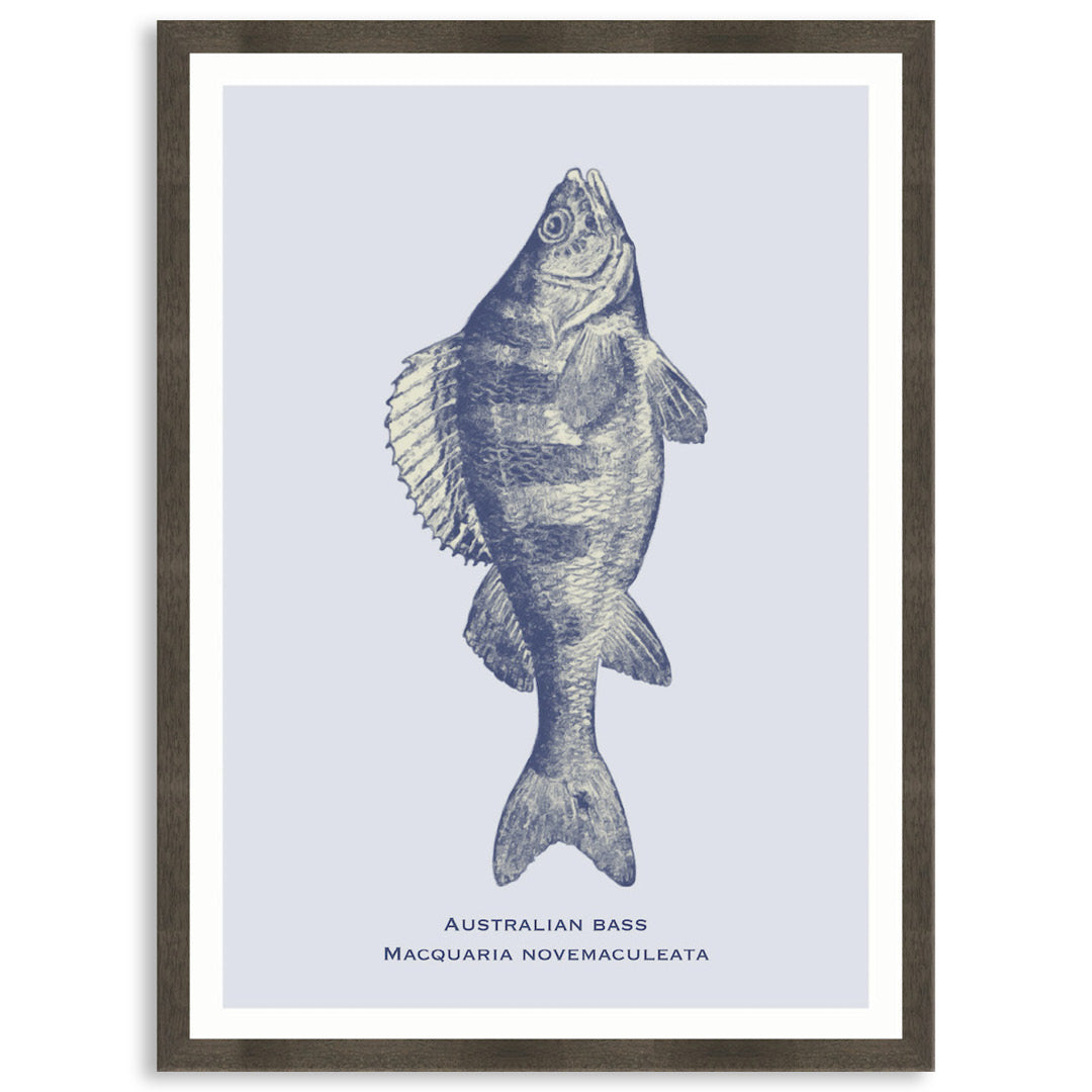 SEA BASS - Framed Print