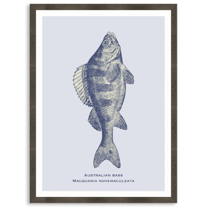SEA BASS - Framed Print