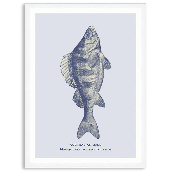 SEA BASS - Framed Print