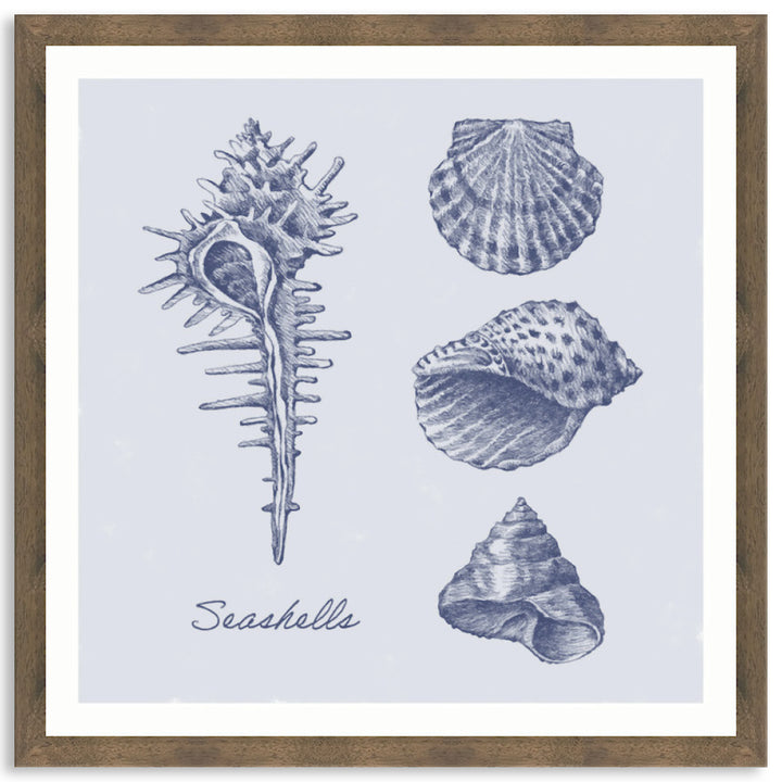 SEA SHELLS I - Framed Print