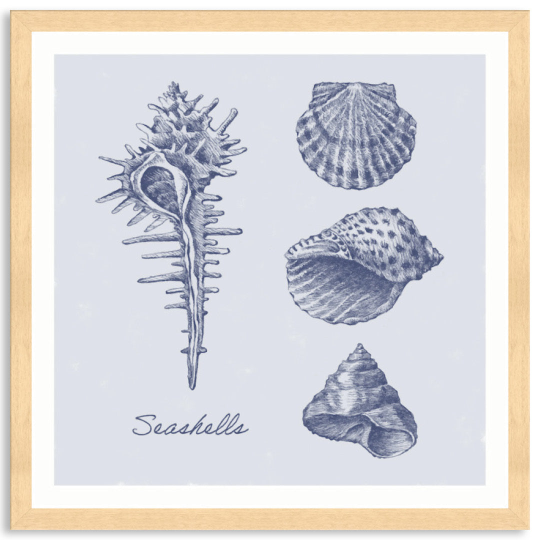 SEA SHELLS I - Framed Print