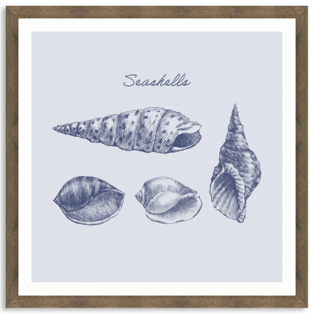 SEA SHELLS III - Framed Print