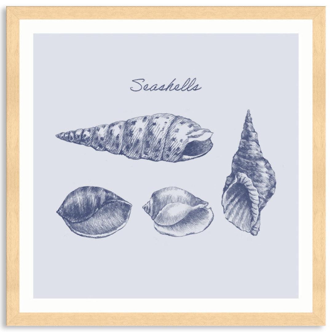 SEA SHELLS III - Framed Print