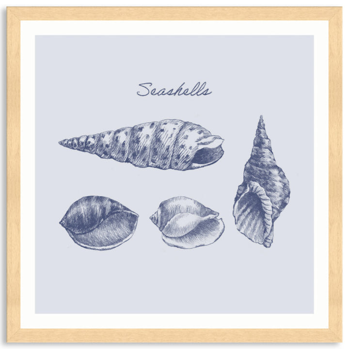 SEA SHELLS III - Framed Print
