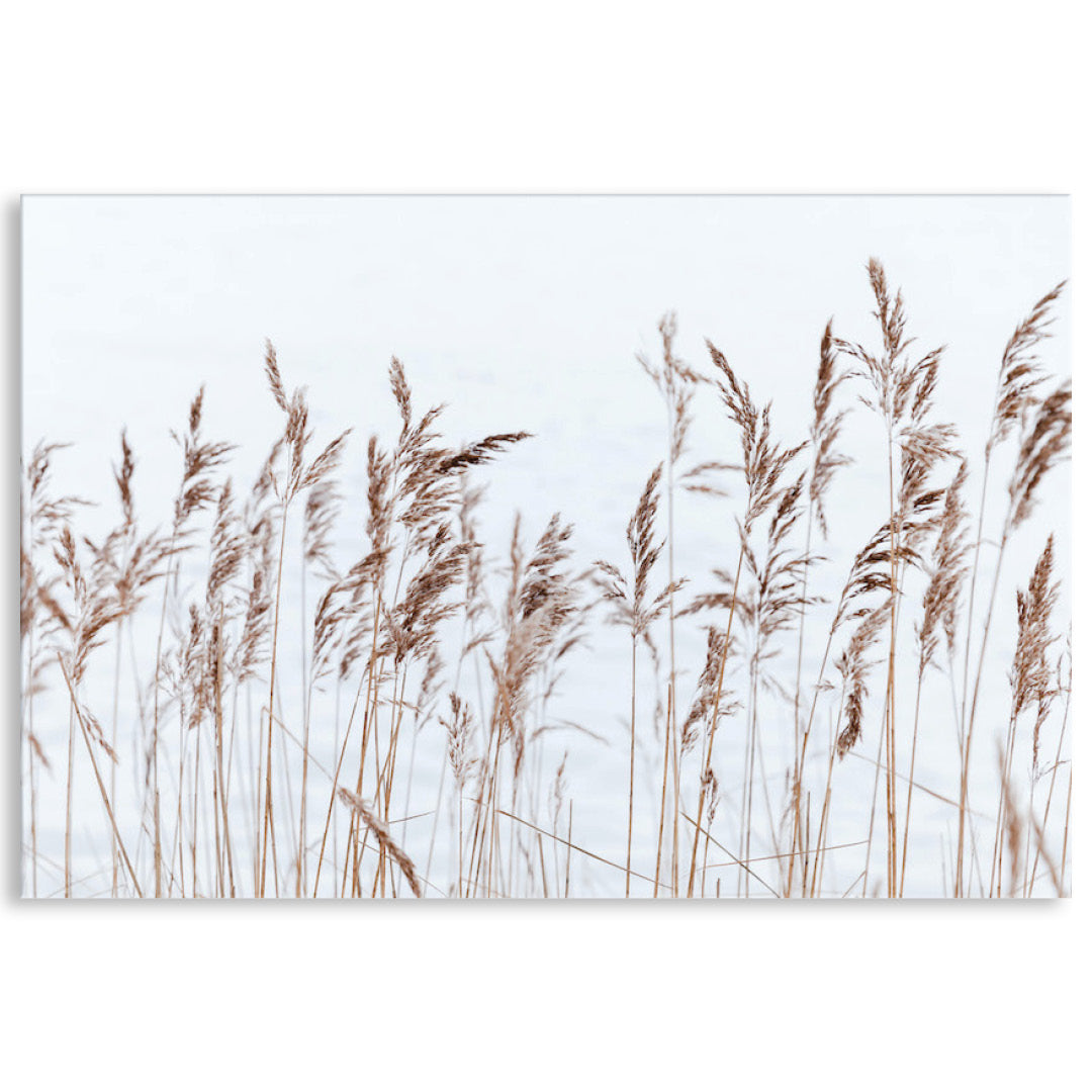 GRASS BREEZE - Canvas Print