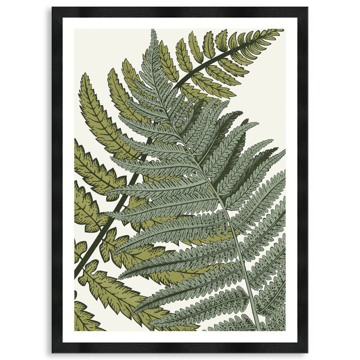 FERN STUDY I - Framed Print