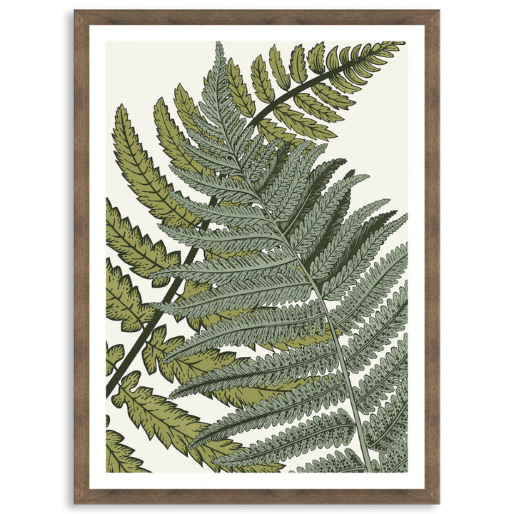 FERN STUDY I - Framed Print