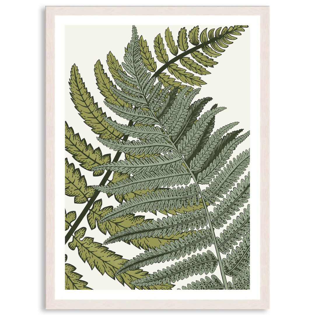 FERN STUDY I - Framed Print