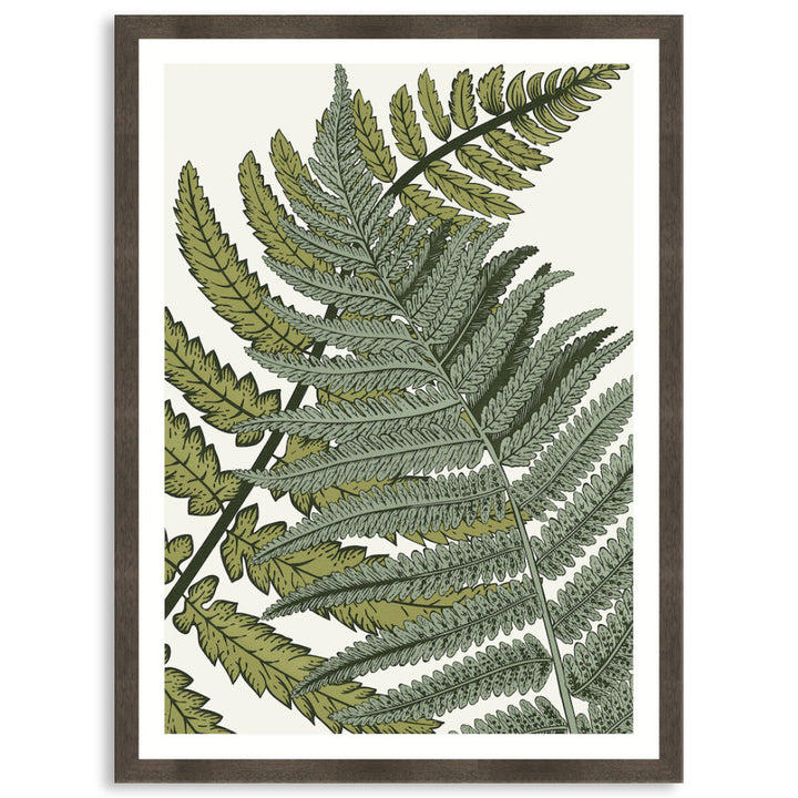 FERN STUDY I - Framed Print