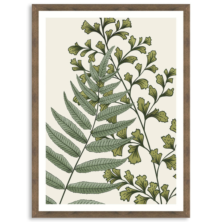 FERN STUDY II - Framed Print