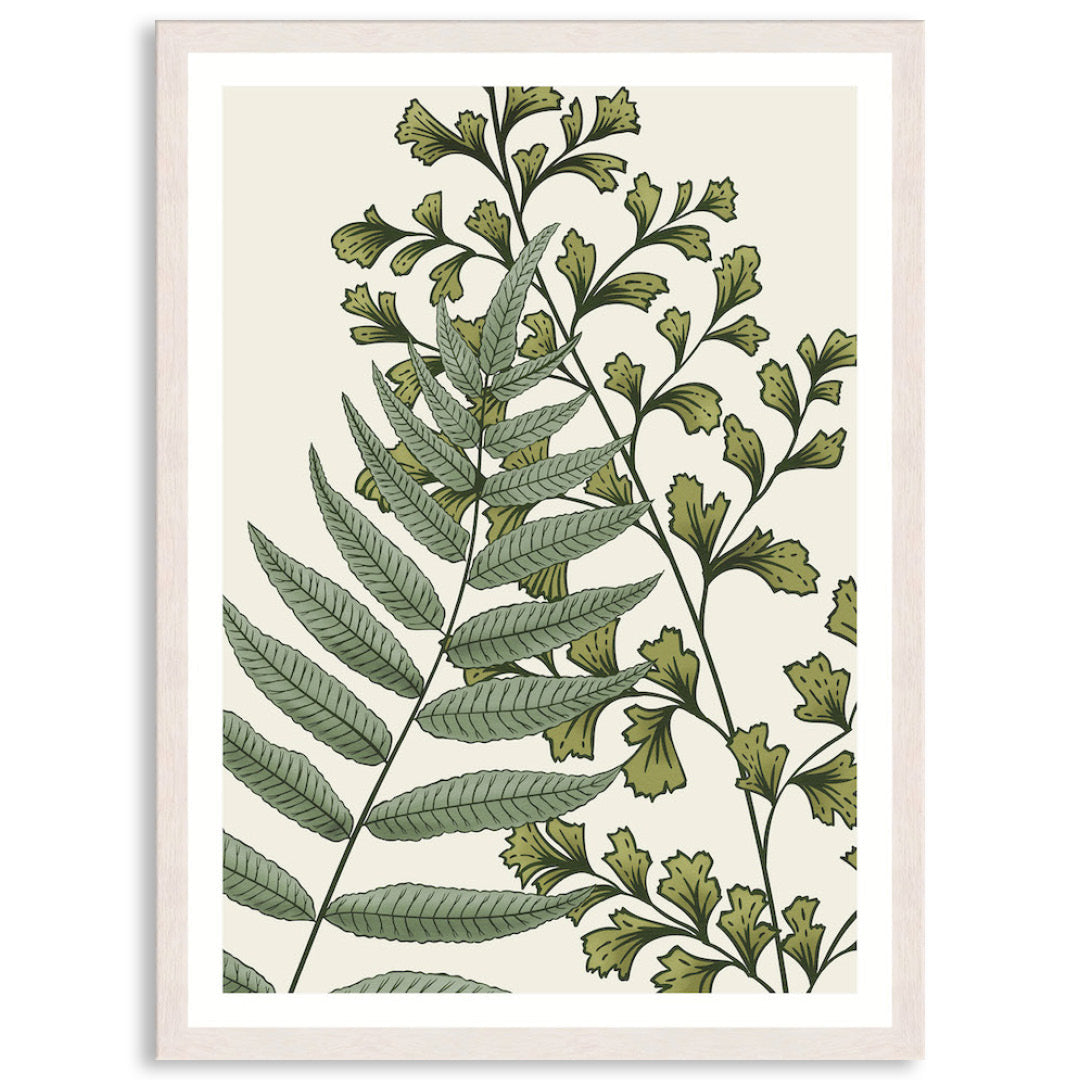 FERN STUDY II - Framed Print