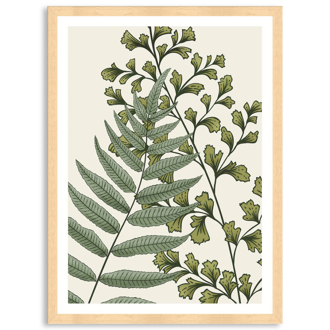 FERN STUDY II - Framed Print