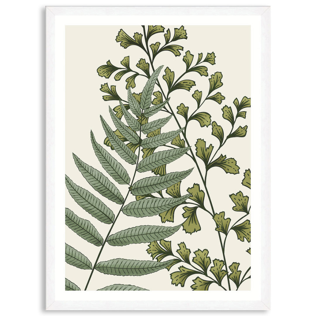 FERN STUDY II - Framed Print