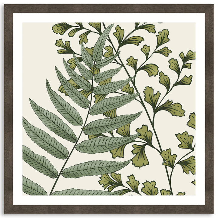 FERN STUDY IV - Framed Print