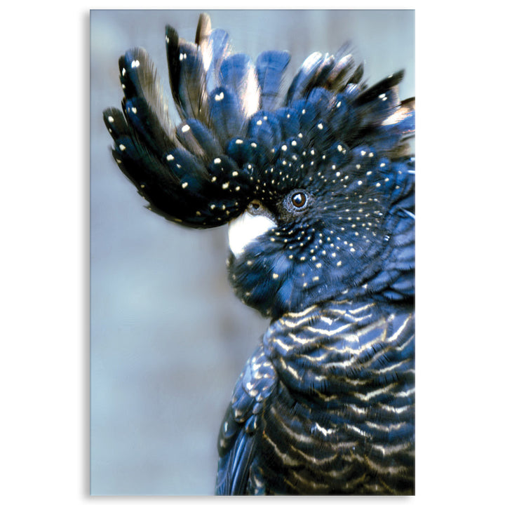 COCKATOO BLACK I - Canvas Print