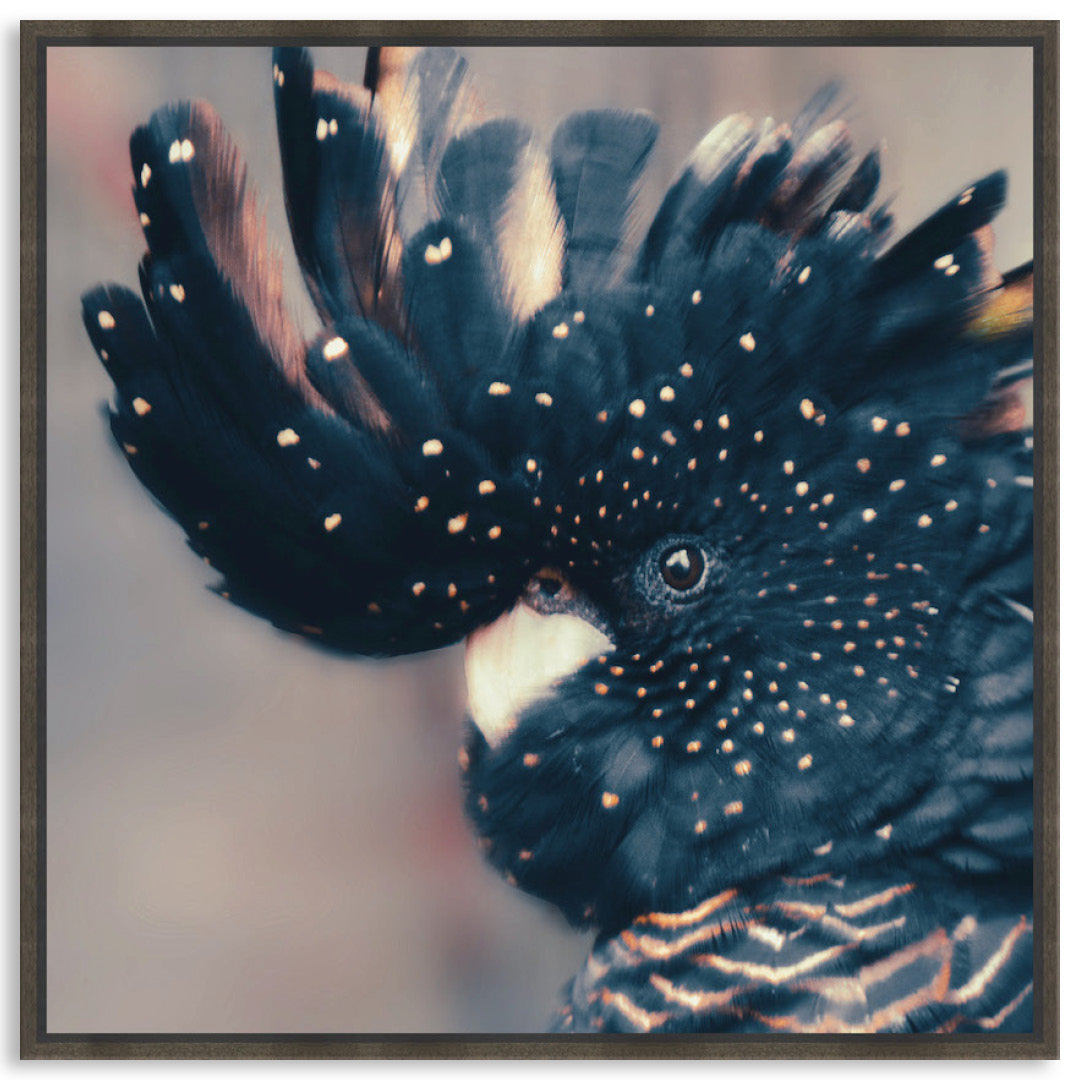 COCKATOO BLACK IV - Framed Canvas