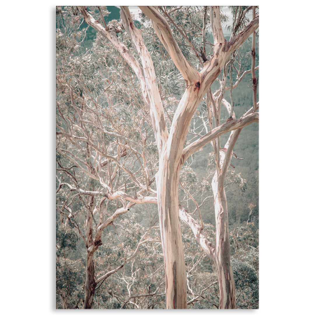 GUM TREES I - Canvas Print