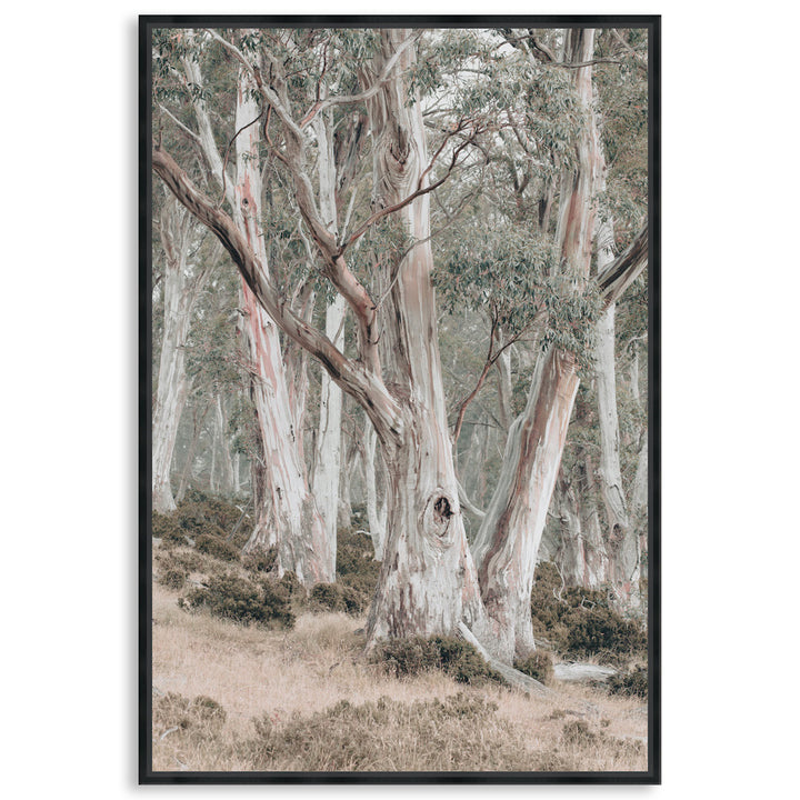 GUM TREES II - Framed Canvas